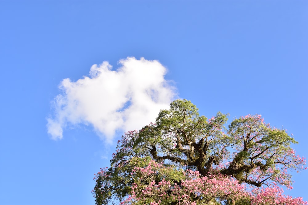 a tree with pink flowers in front of a blue sky