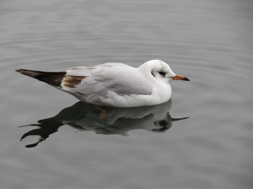 a white bird floating on top of a body of water