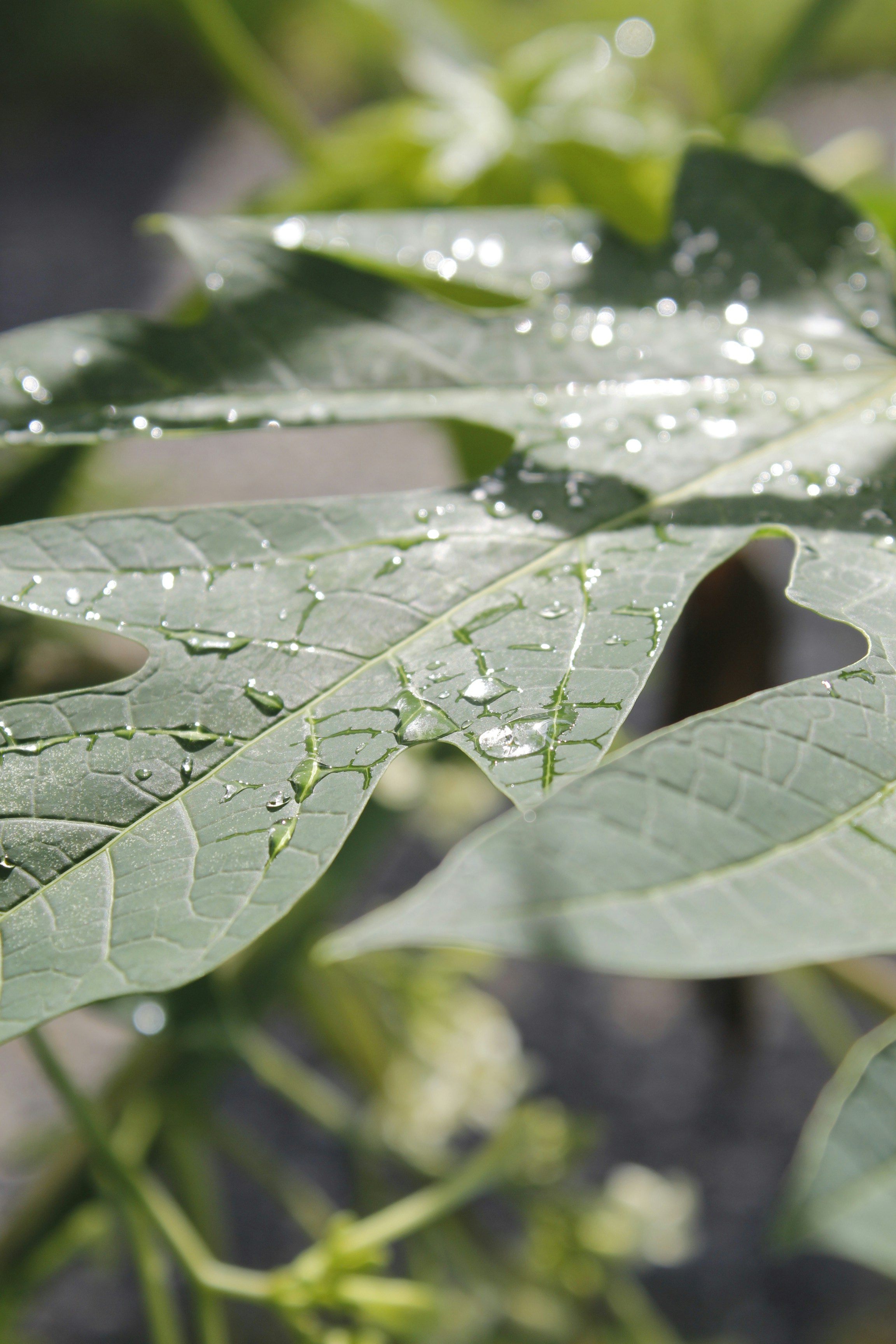 a close up of a leaf with water droplets on it