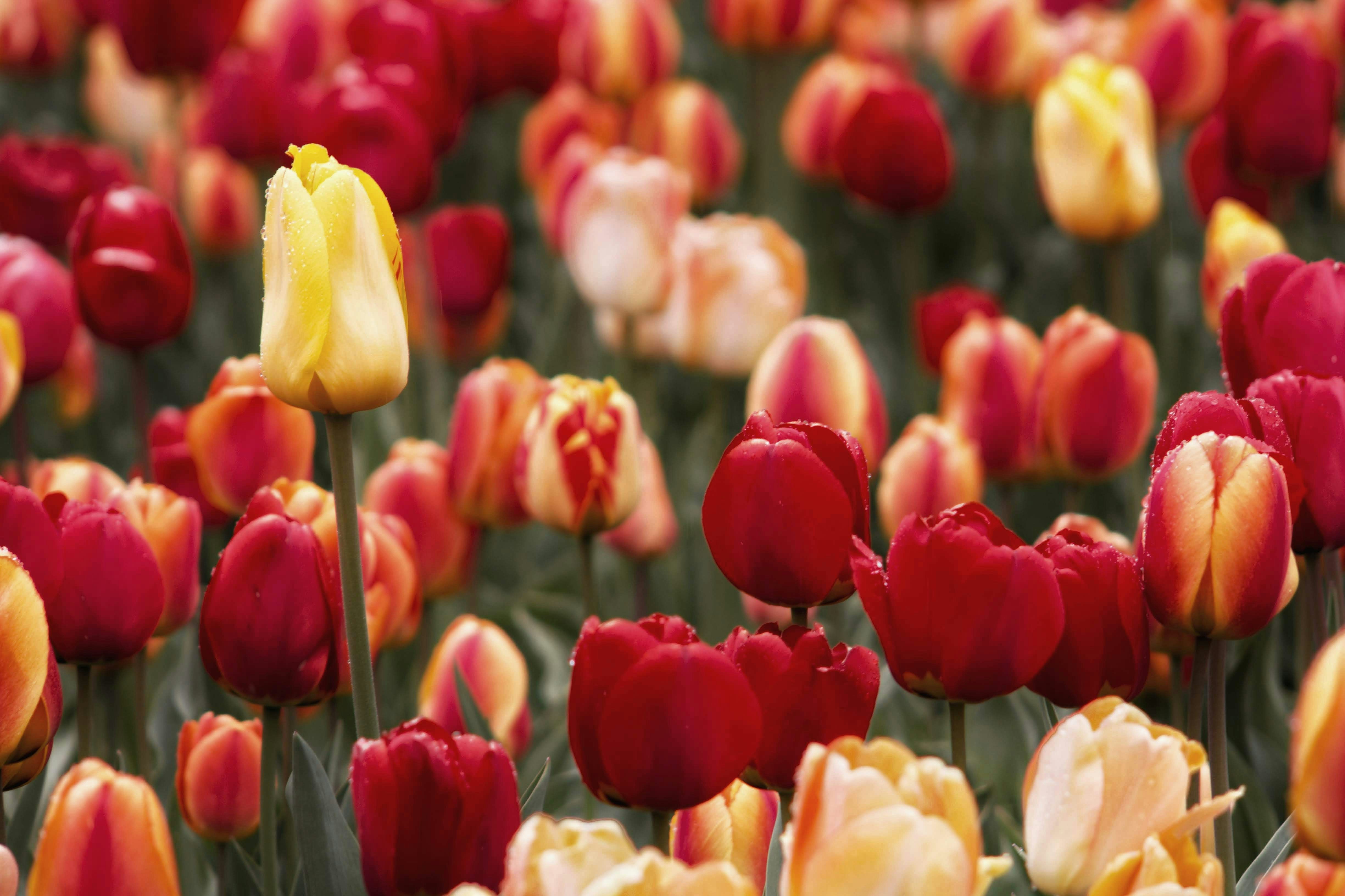 Photo by joshua_hoehne