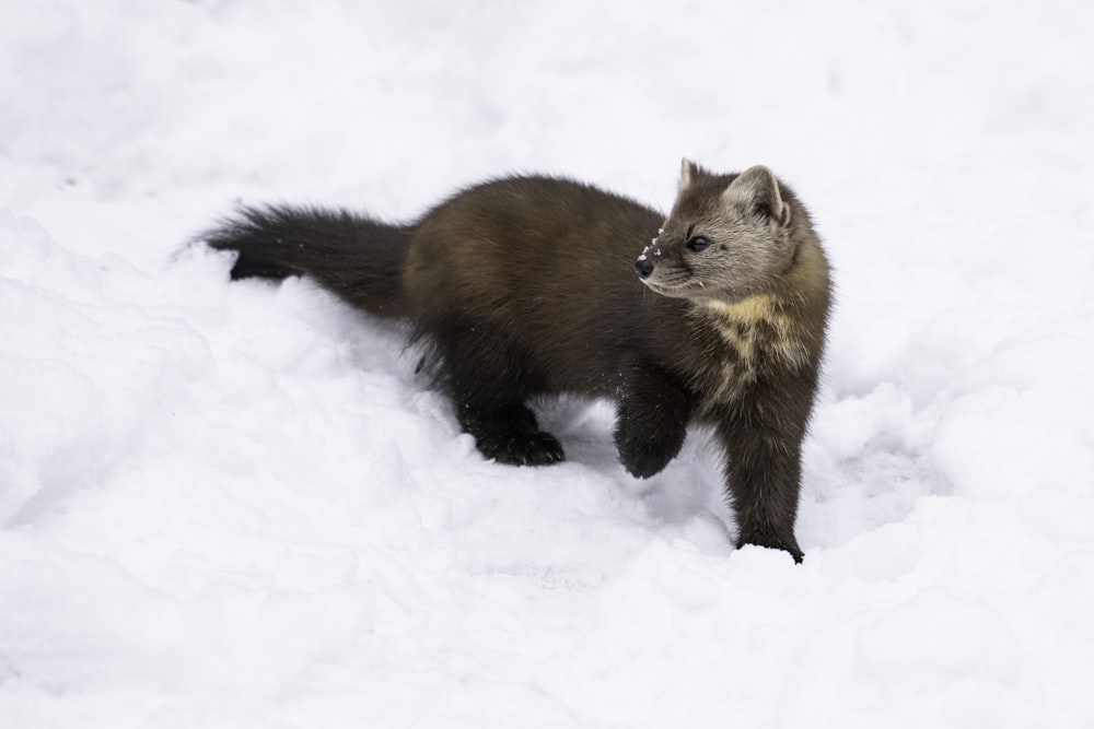 a small animal walking through the snow