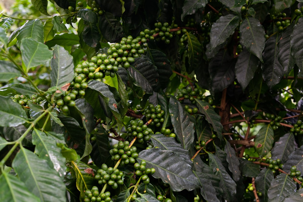 a tree filled with lots of green leaves