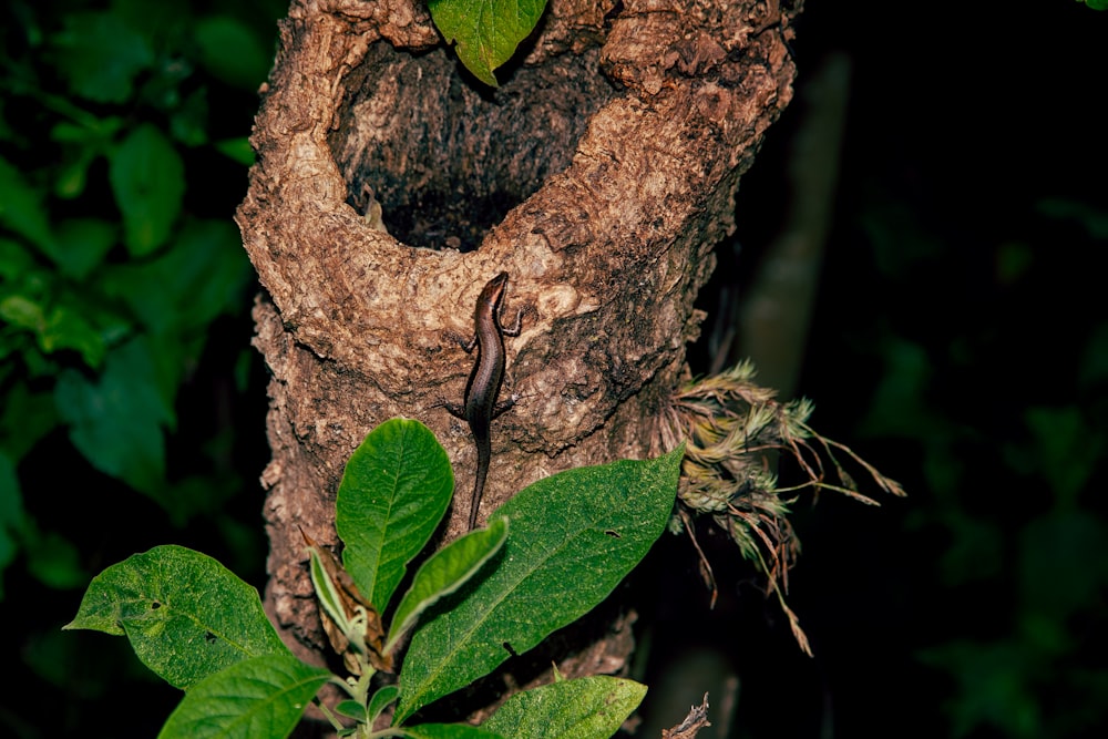 a lizard that is sitting on a tree