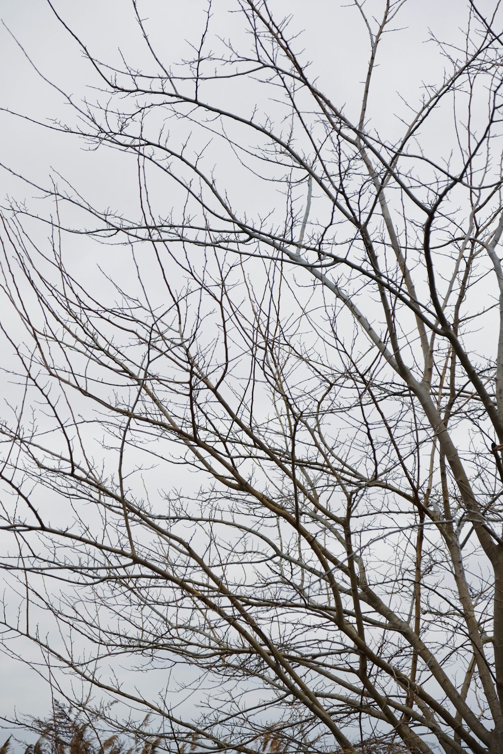 Un uccello appollaiato sulla cima di un ramo d'albero