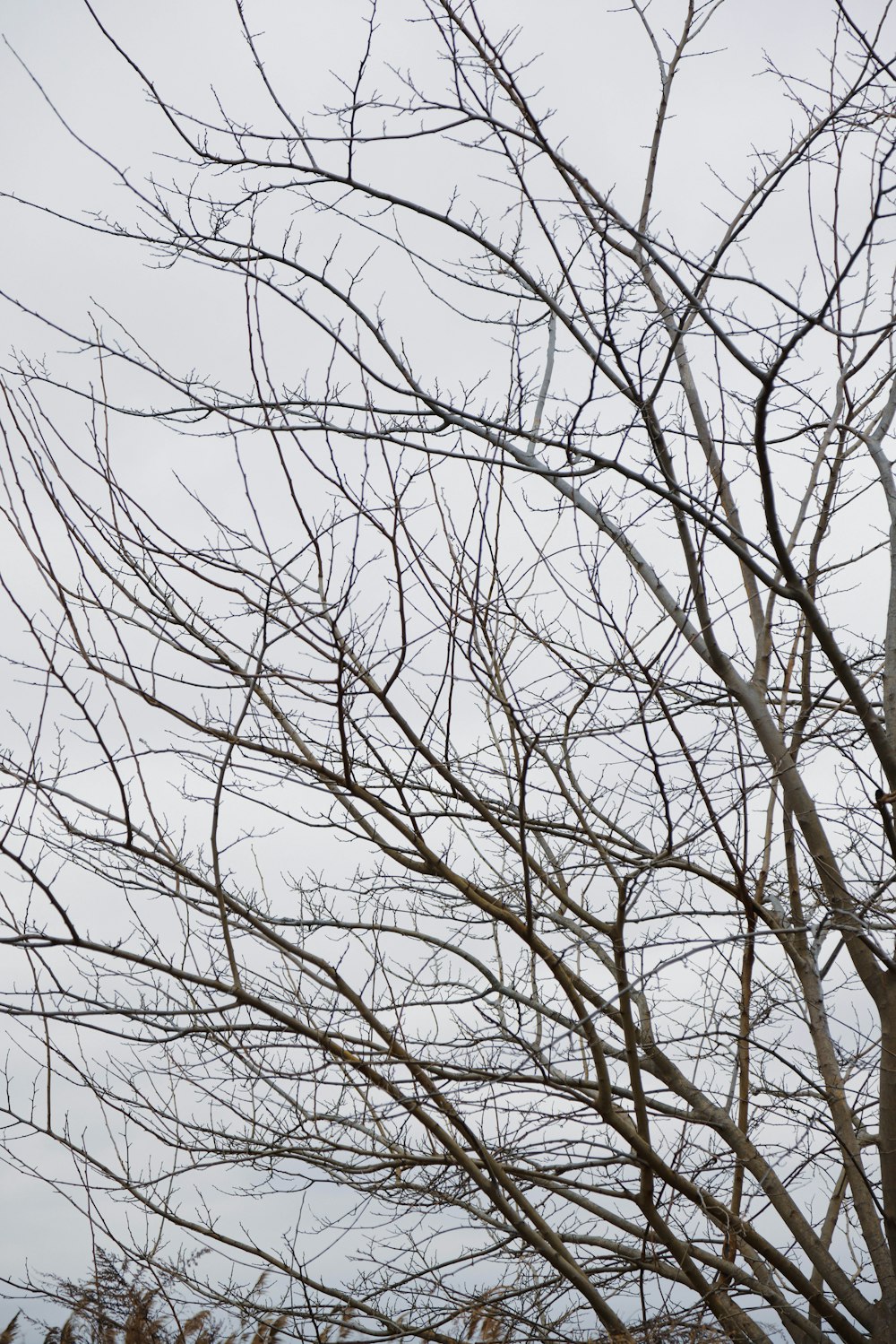木の枝の上にとまる鳥