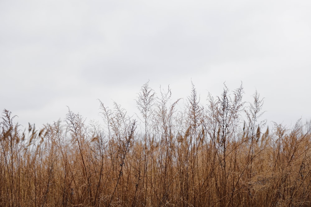 Ein Feld mit hohem trockenem Gras unter einem bewölkten Himmel