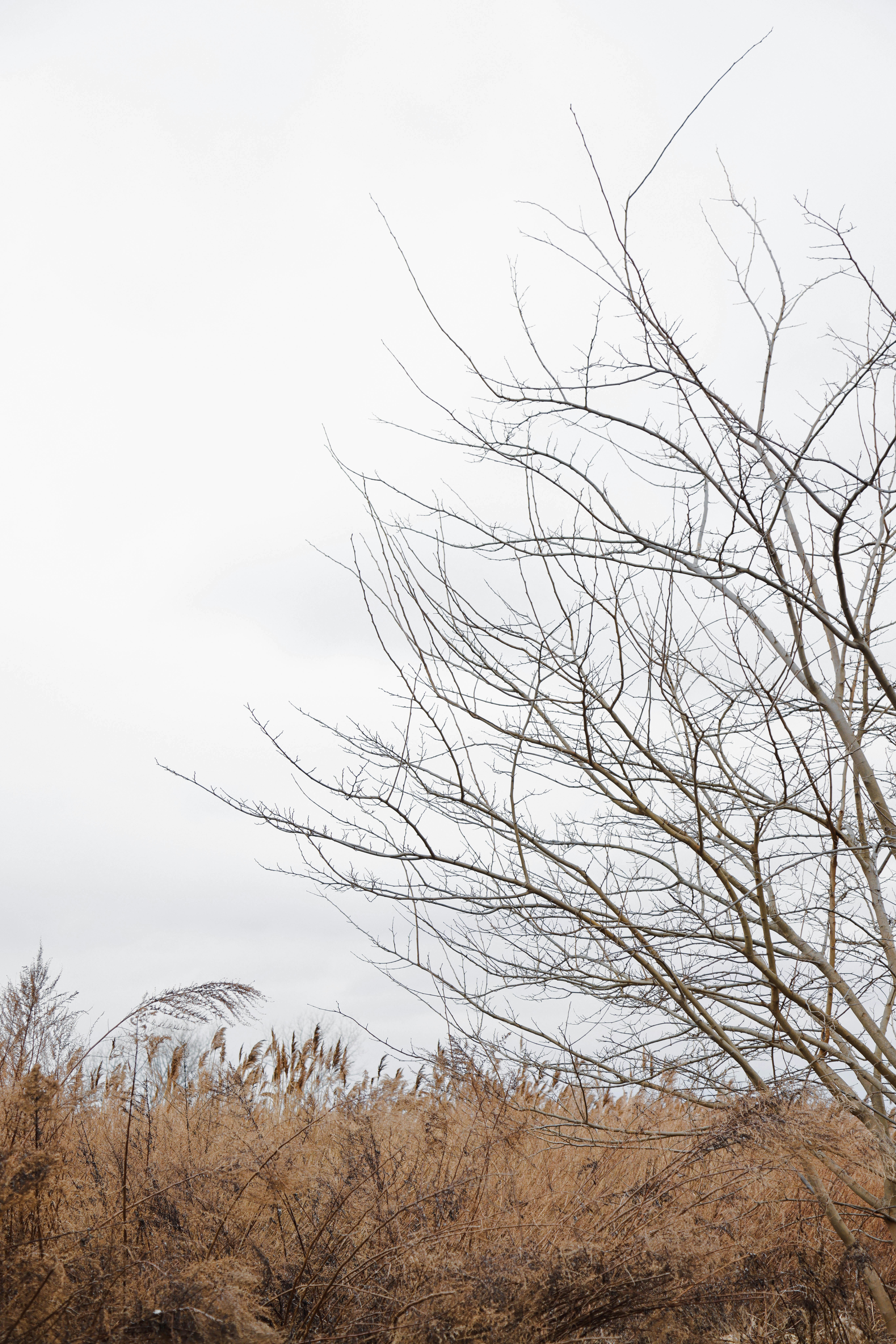 gloomy day near the weeds