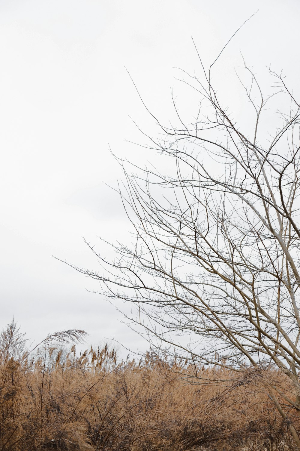 a bird is perched on a tree branch