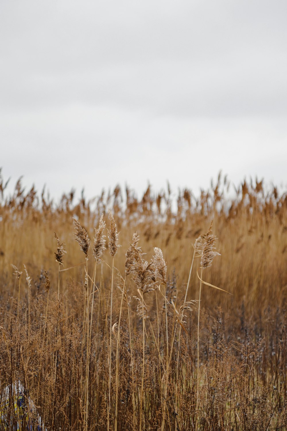 Ein Feld voller hohem, trockenem Gras unter einem bewölkten Himmel