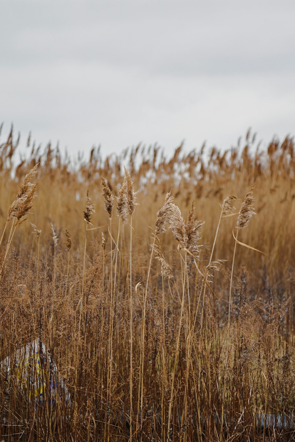 Ein Feld voller hohem, trockenem Gras mit einem Himmel im Hintergrund