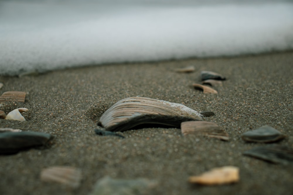 a close up of a shell on a beach