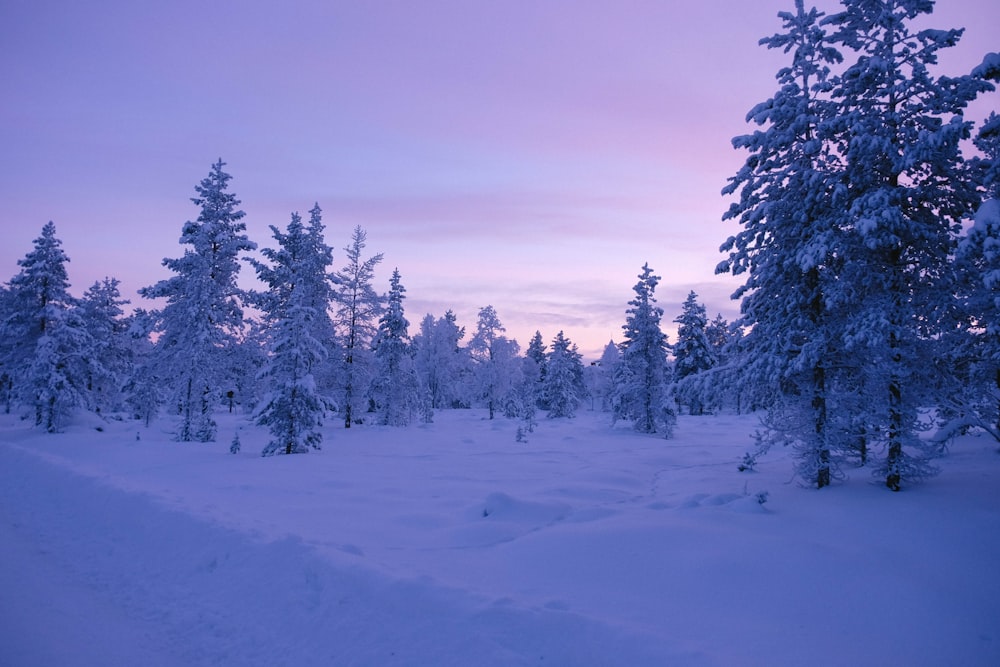 a snow covered field with trees in the background