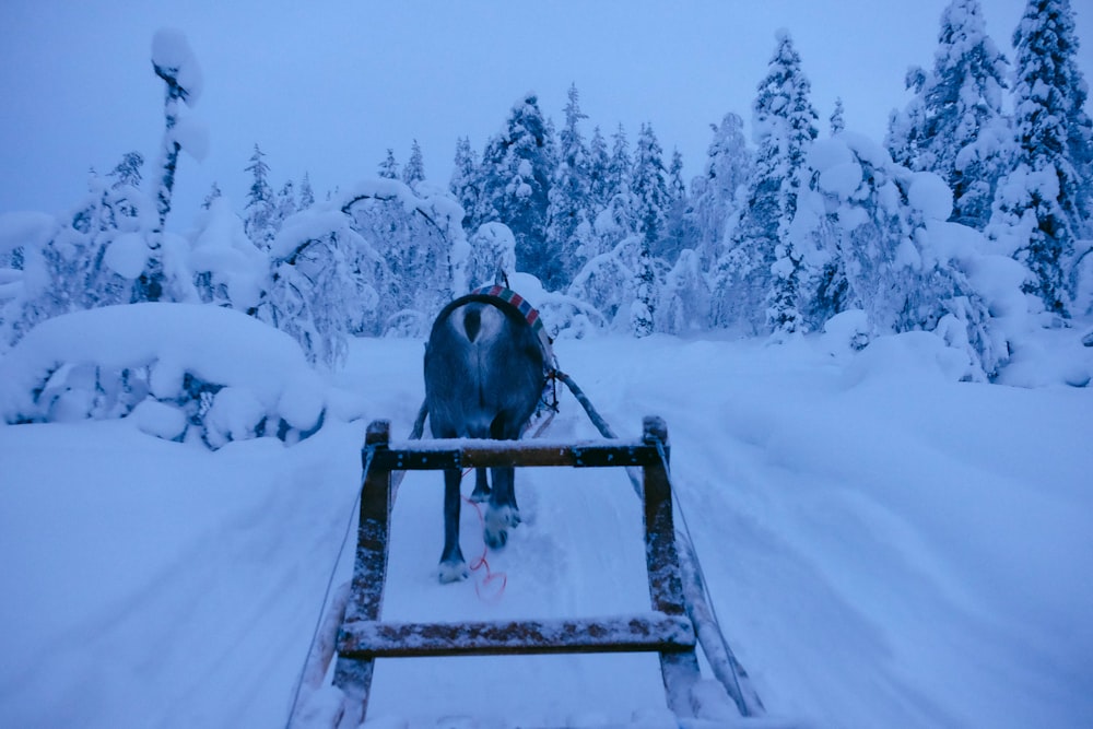 a goat standing on top of a sled in the snow