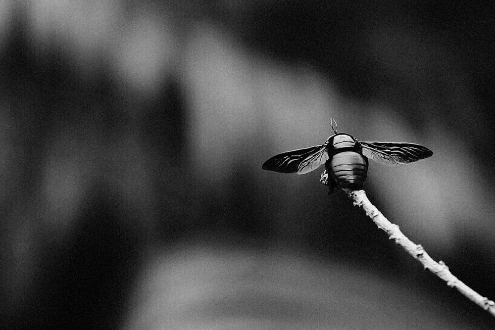 a black and white photo of a bee on a twig