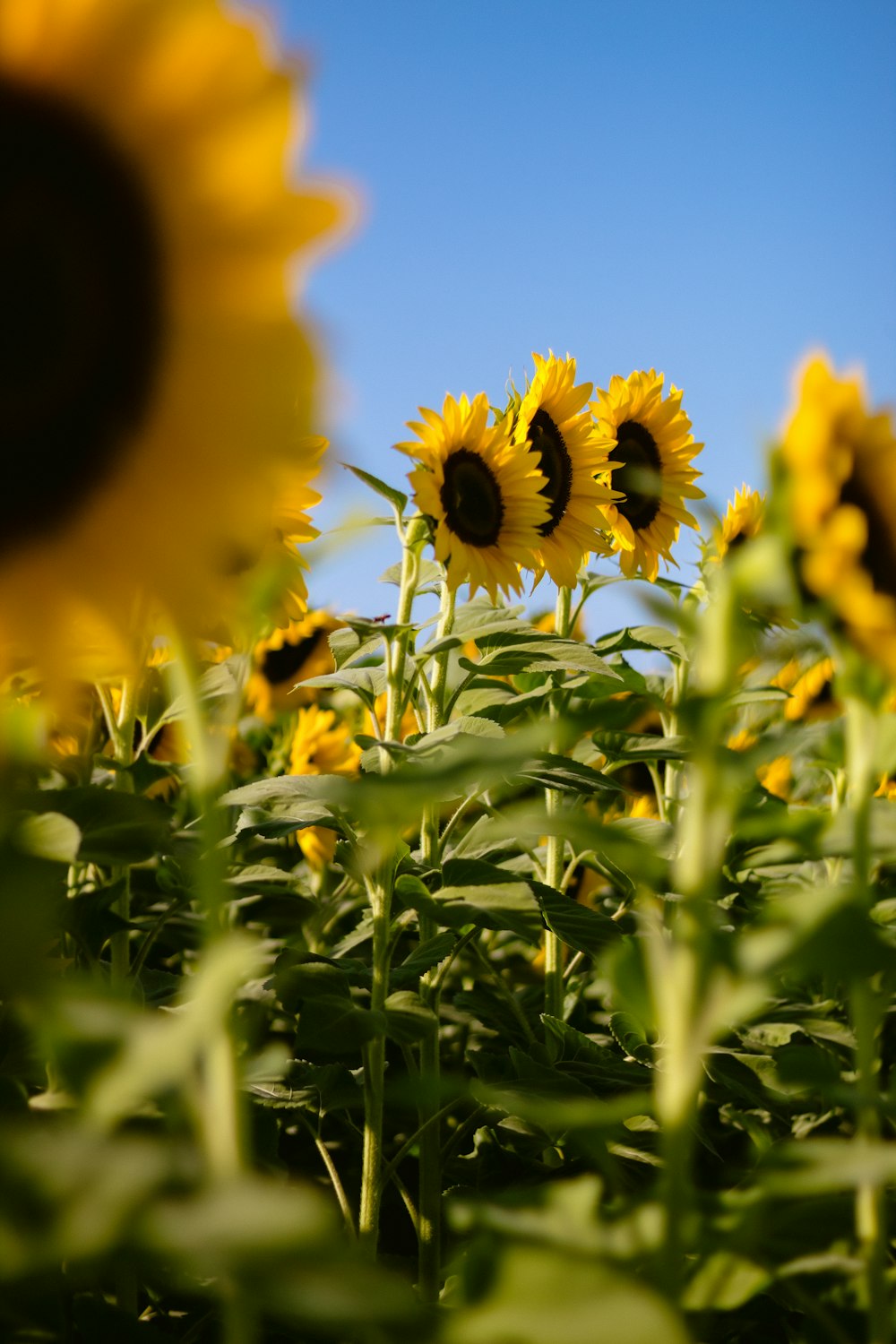 a field of sunflowers with a blue sky in the background