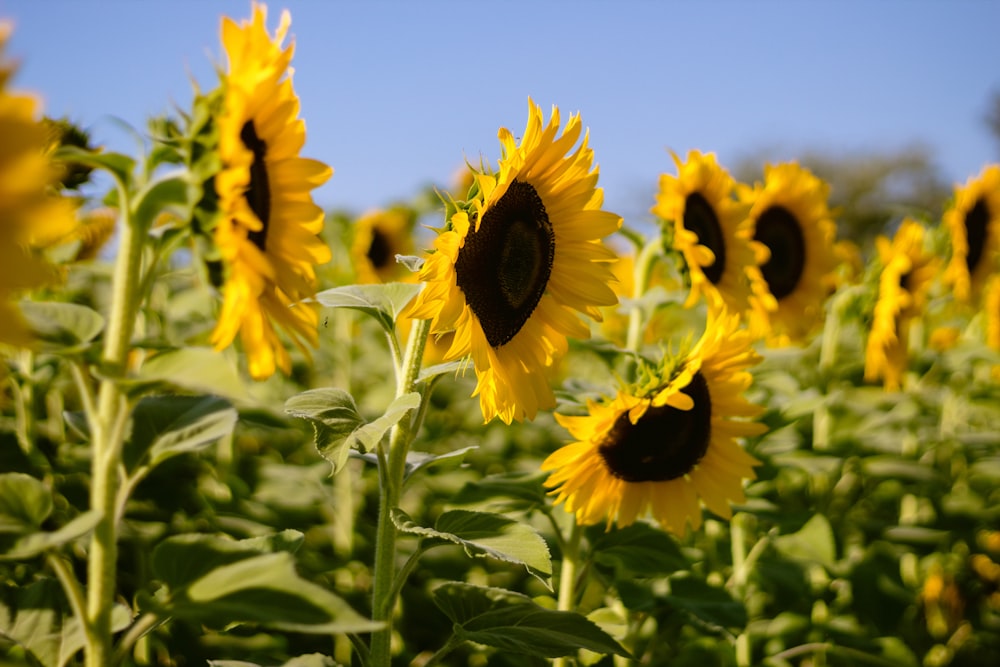 a field of sunflowers with a blue sky in the background