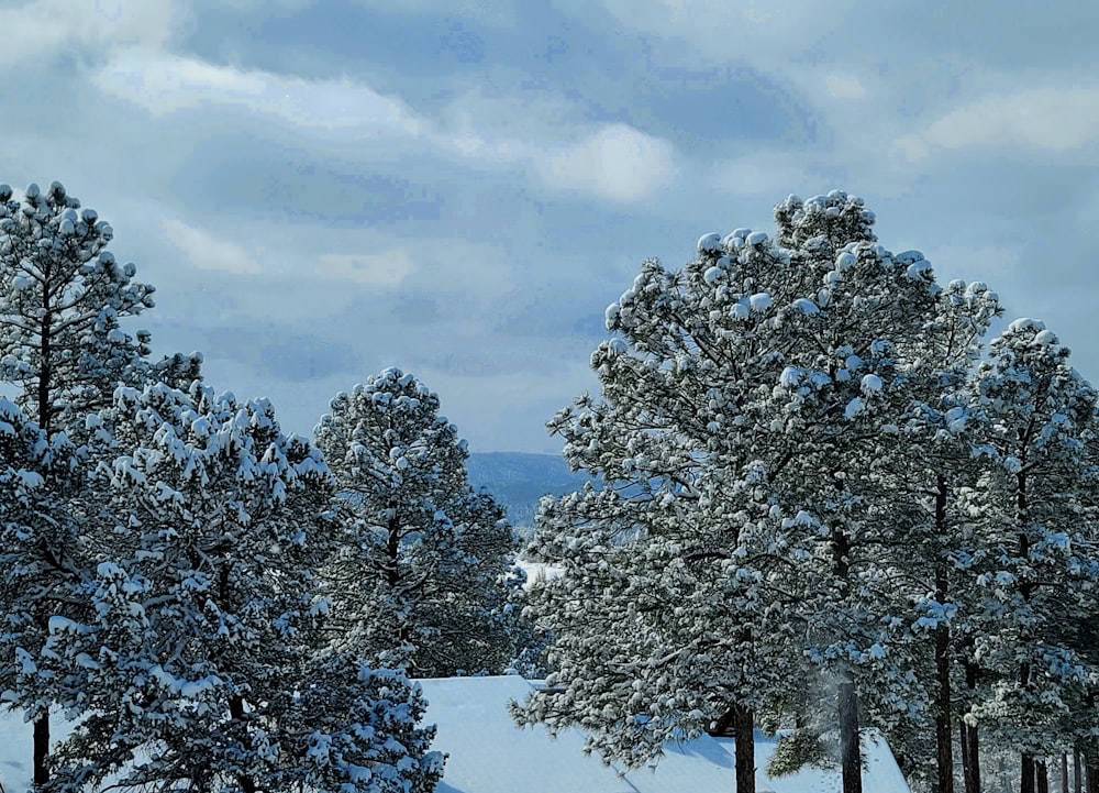 a snow covered field with trees in the foreground