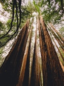 Smart forestry sensors installed on tall trees capturing environmental data.