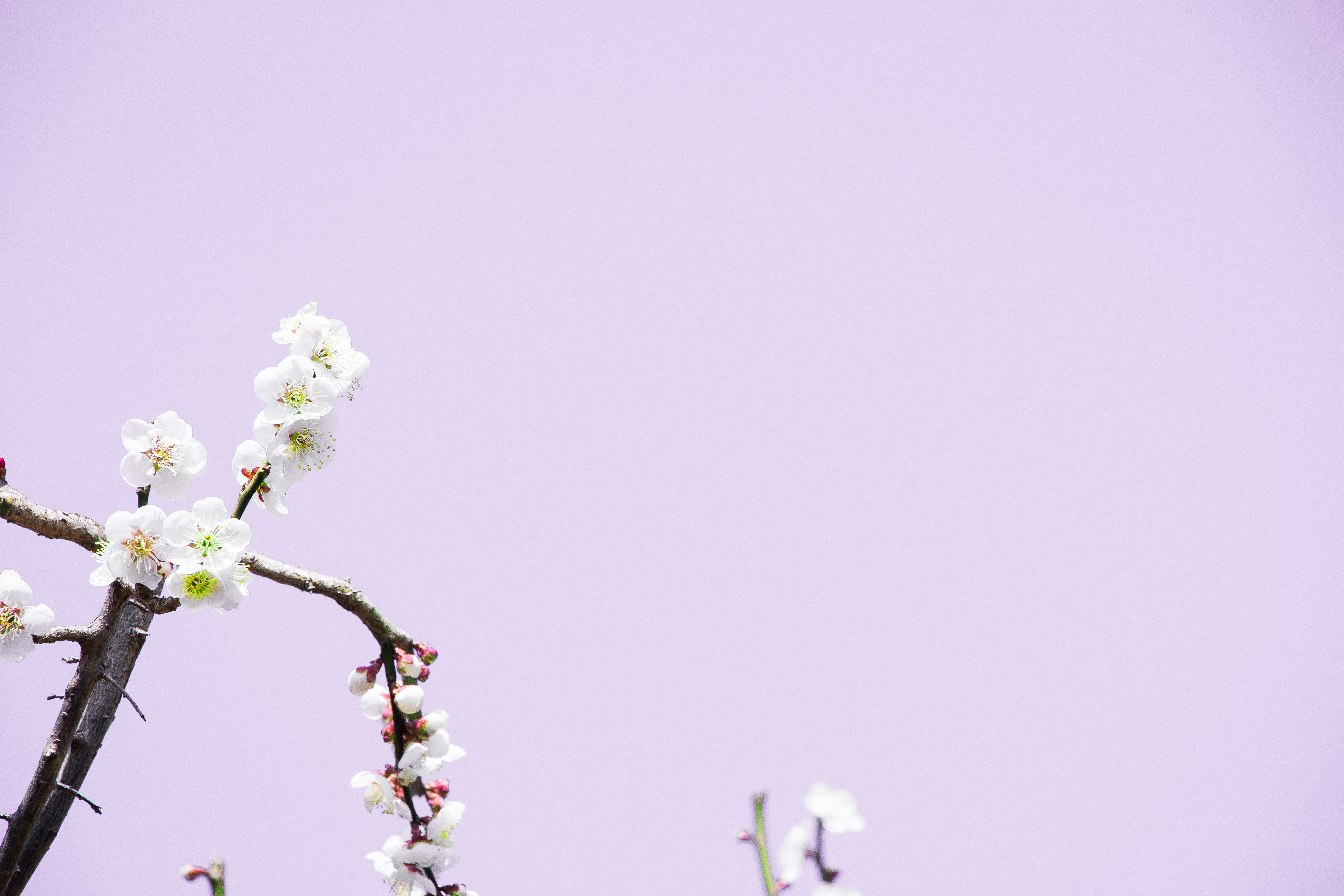 Grace in Bloom