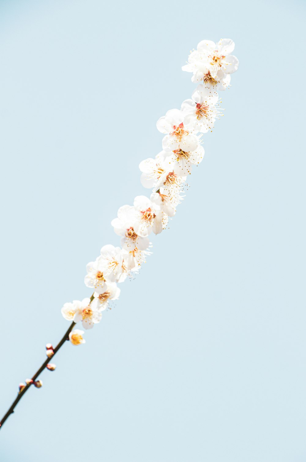 ein Zweig mit weißen Blüten darauf vor blauem Himmel
