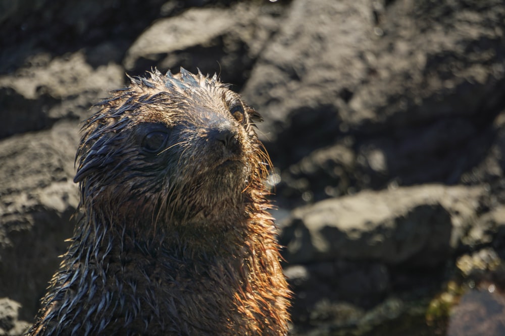 Un primo piano di un animale bagnato vicino alle rocce