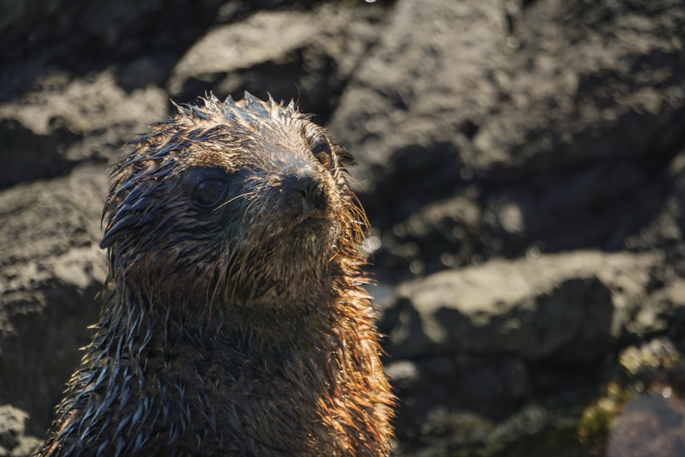 a close up of a wet animal near rocks