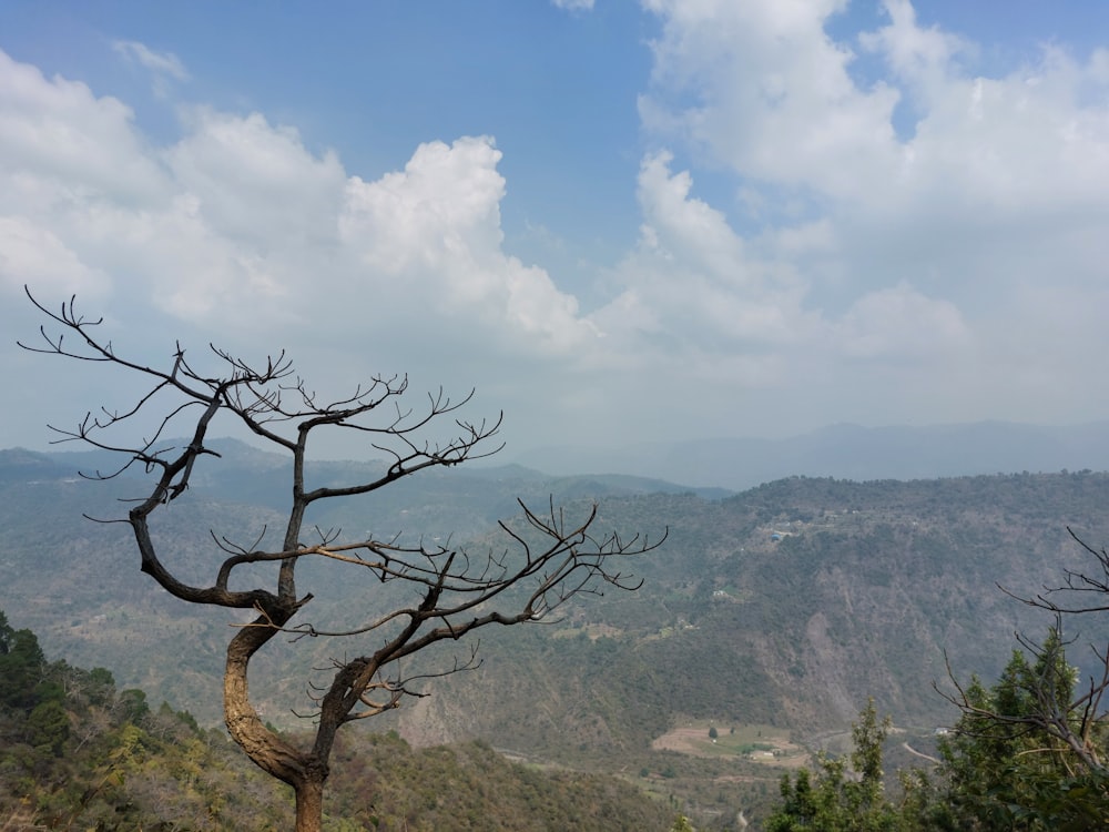 a dead tree in the middle of a mountain