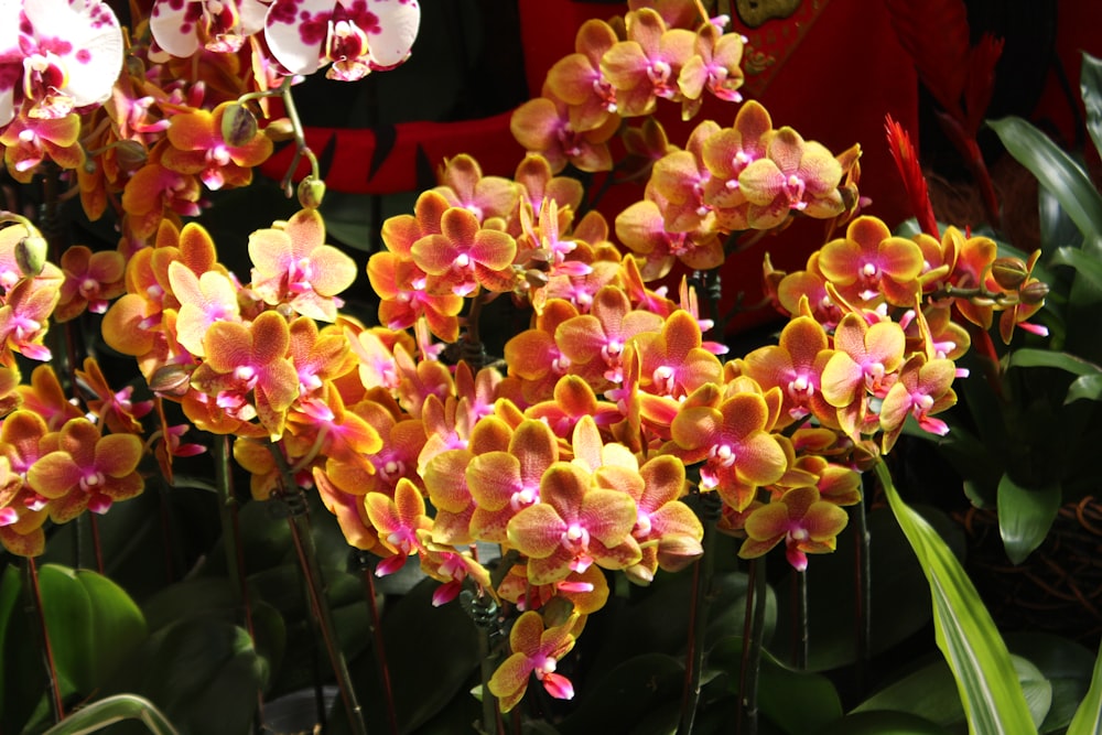 a bunch of yellow and pink flowers in a garden