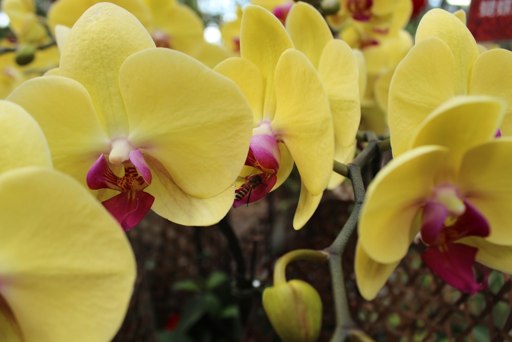 a group of yellow and red orchids in a garden