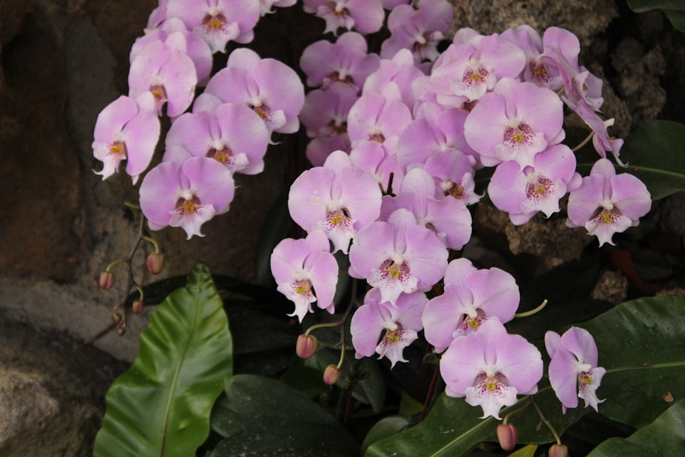 a bunch of purple flowers sitting on top of a lush green plant