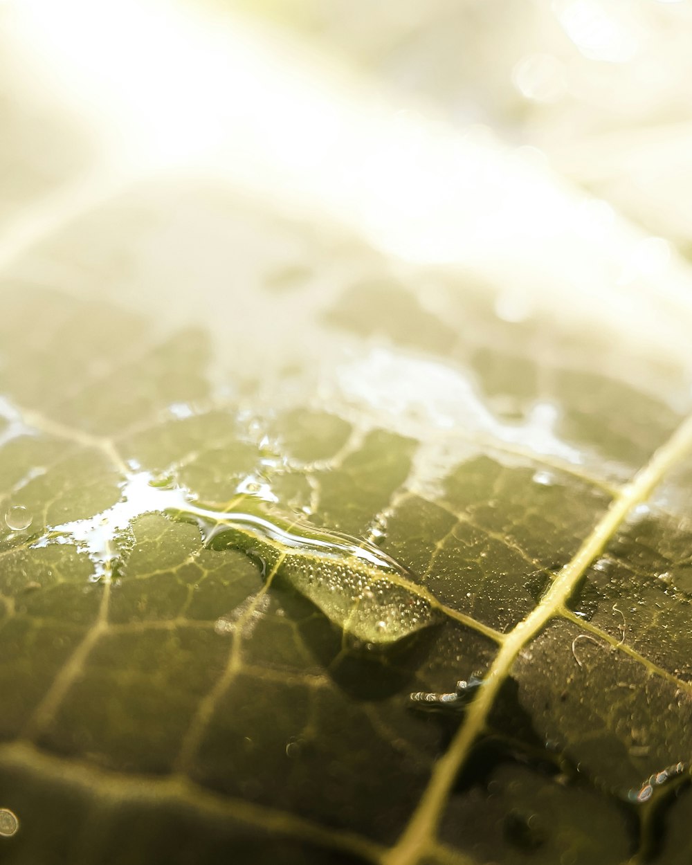 a close up of a leaf with water on it