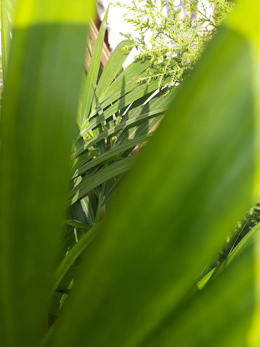 a close up of a green plant with a building in the background