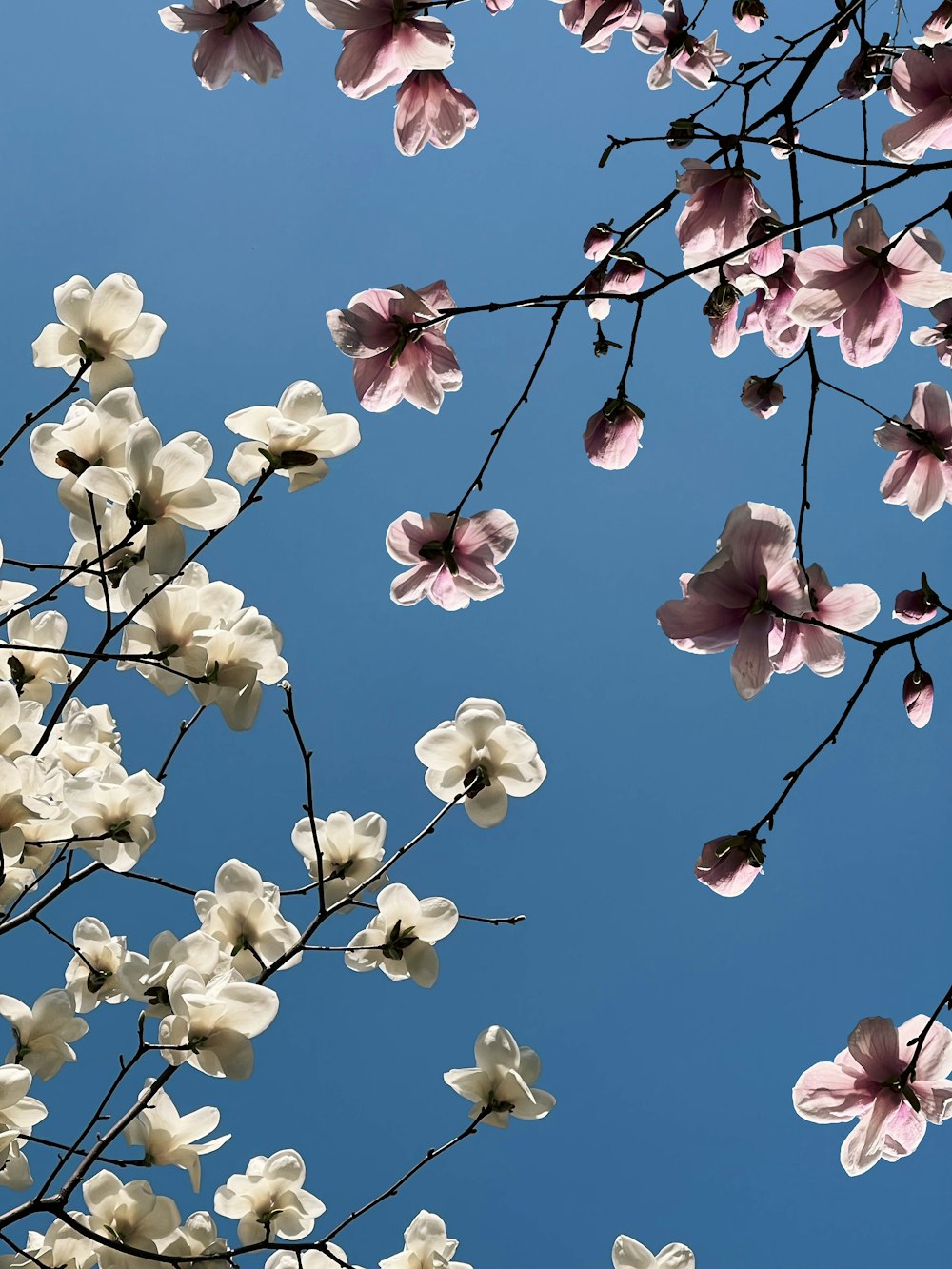 pink and white flowers against a blue sky