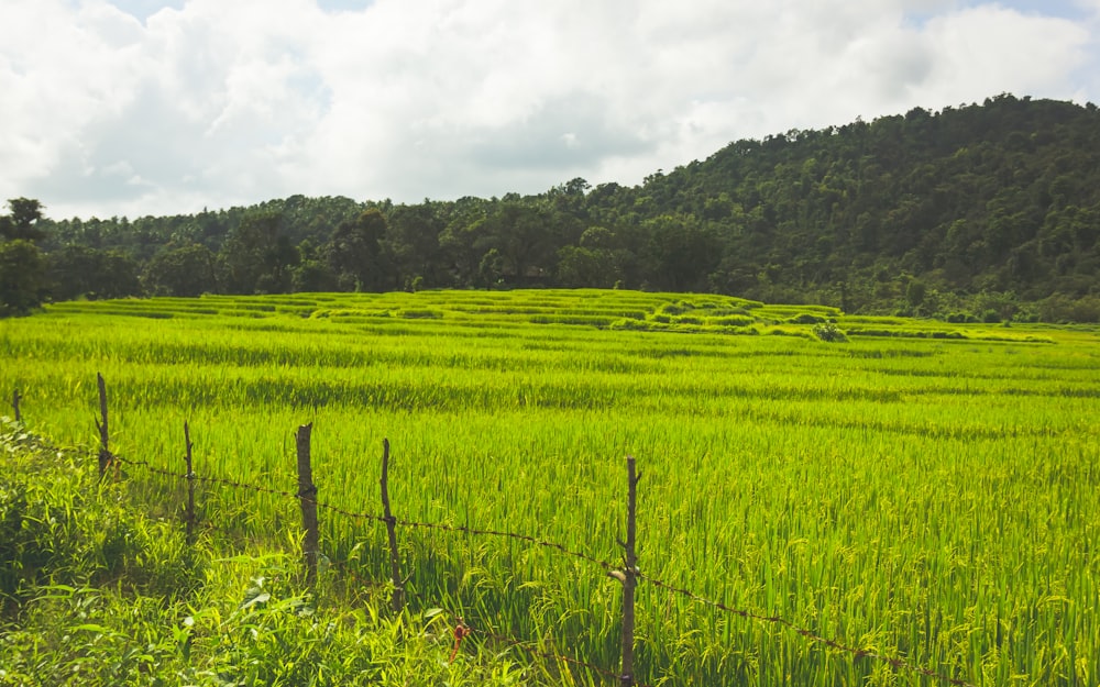 a lush green field next to a forest