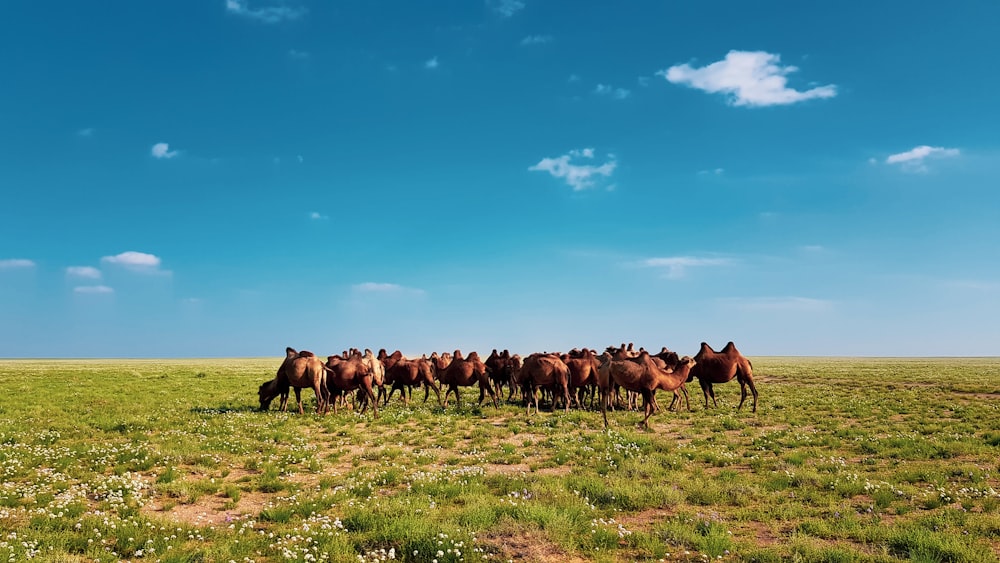 緑豊かな野原の上に立つ馬の群れ