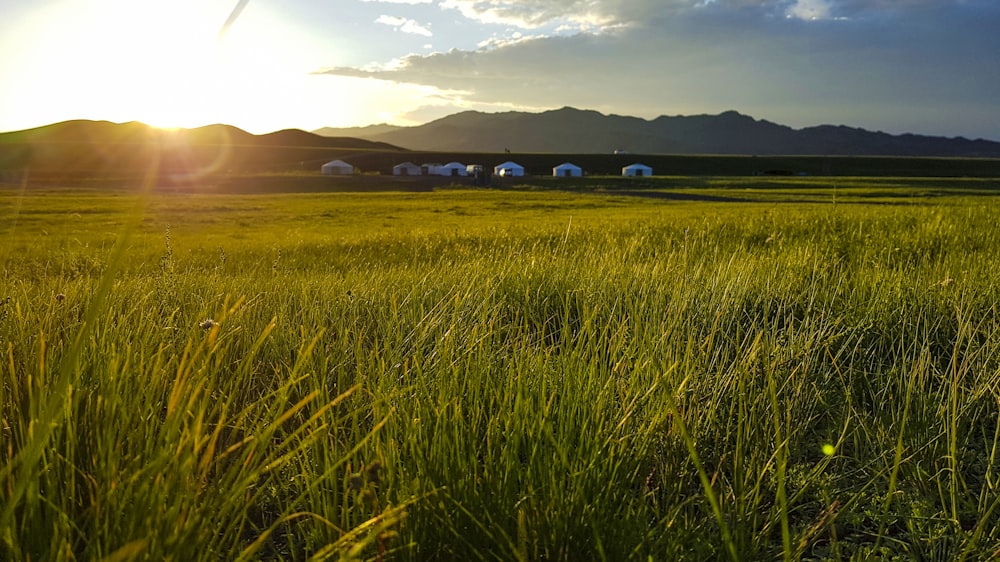 a field of grass with mountains in the background