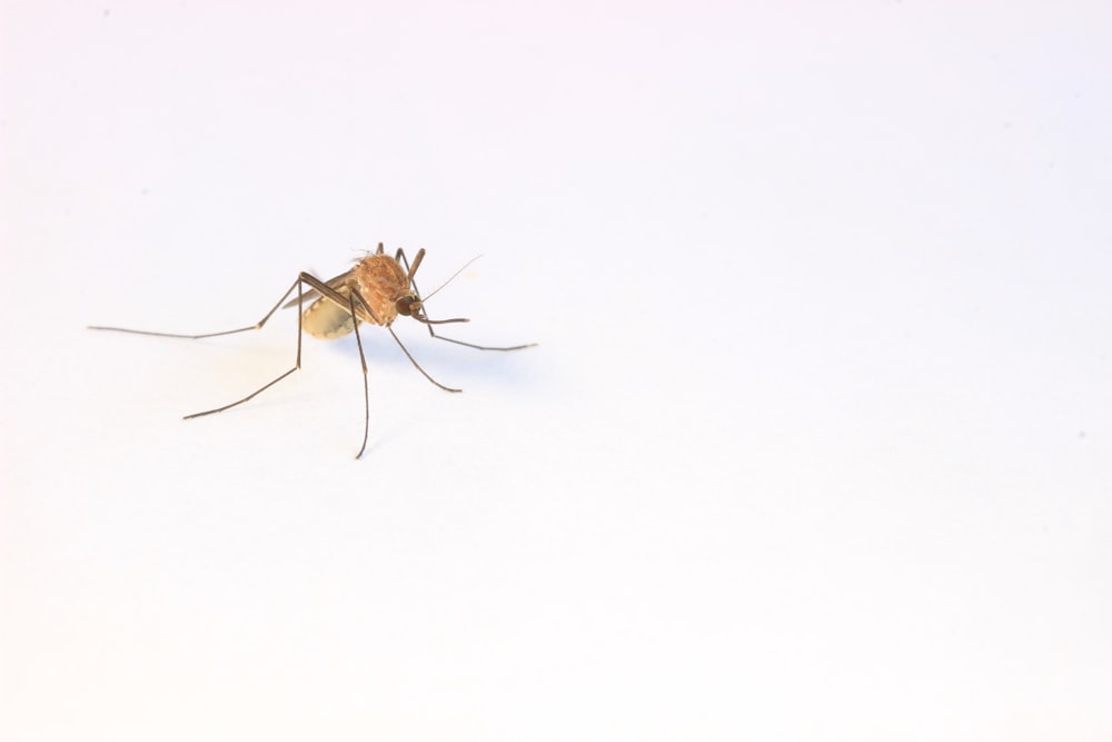 Nahaufnahme einer Mücke auf weißem Hintergrund