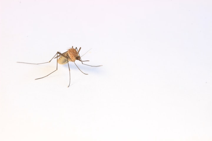 Why Mosquitoes Prefer Some Individuals Over Others