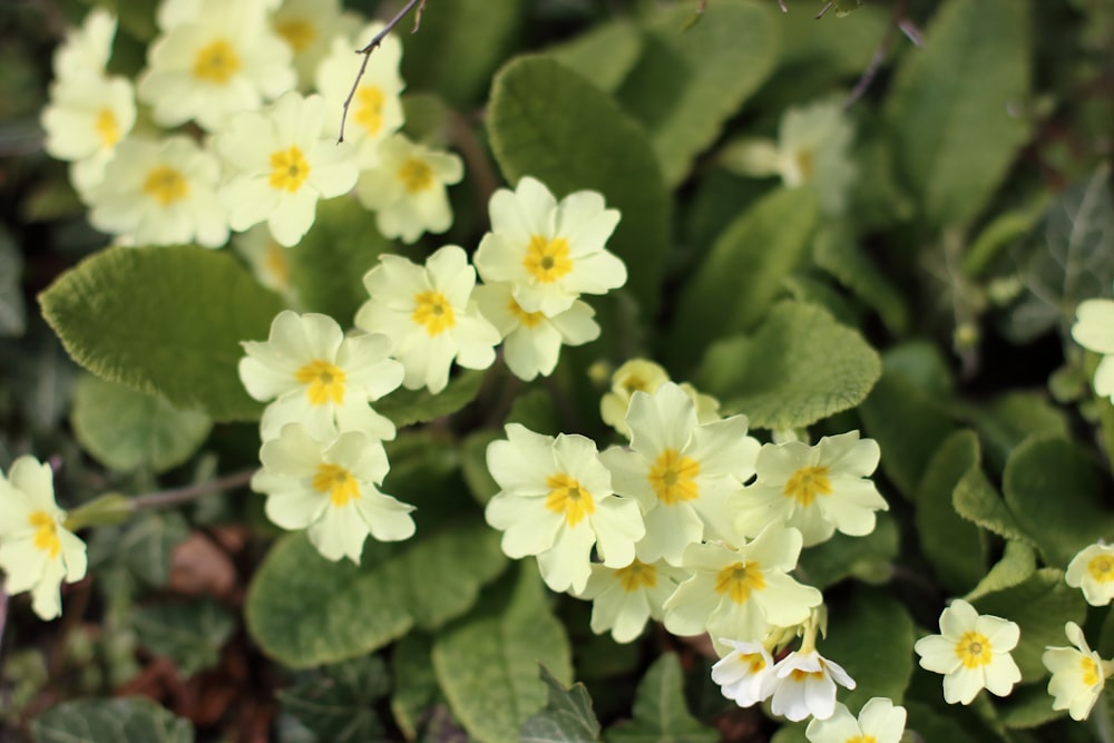 a group of small yellow and white flowers