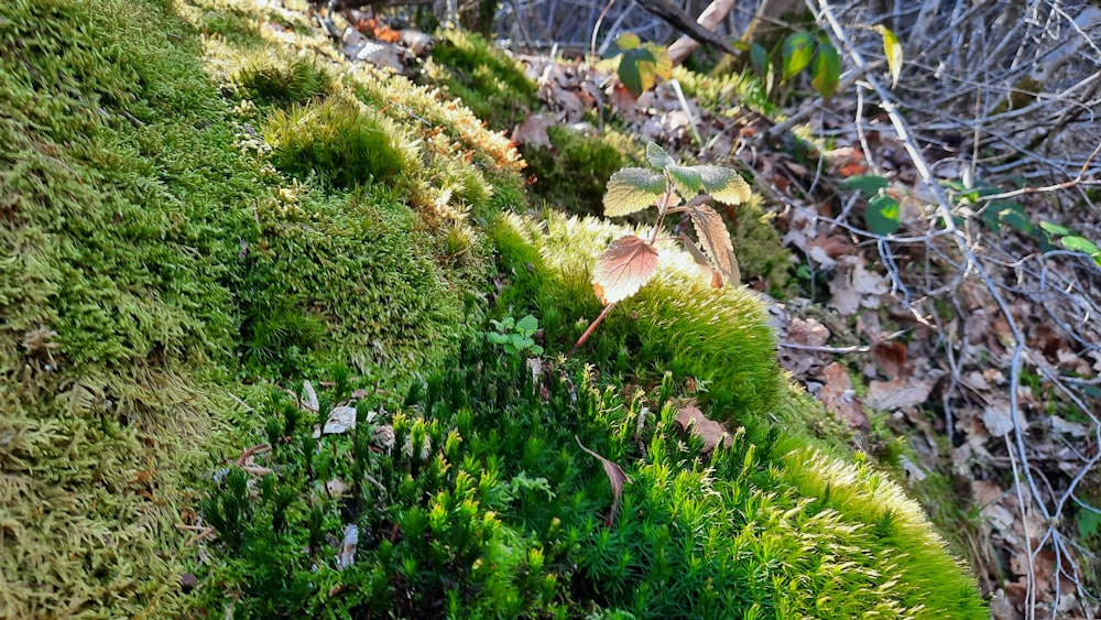 a close up of moss growing on the side of a hill