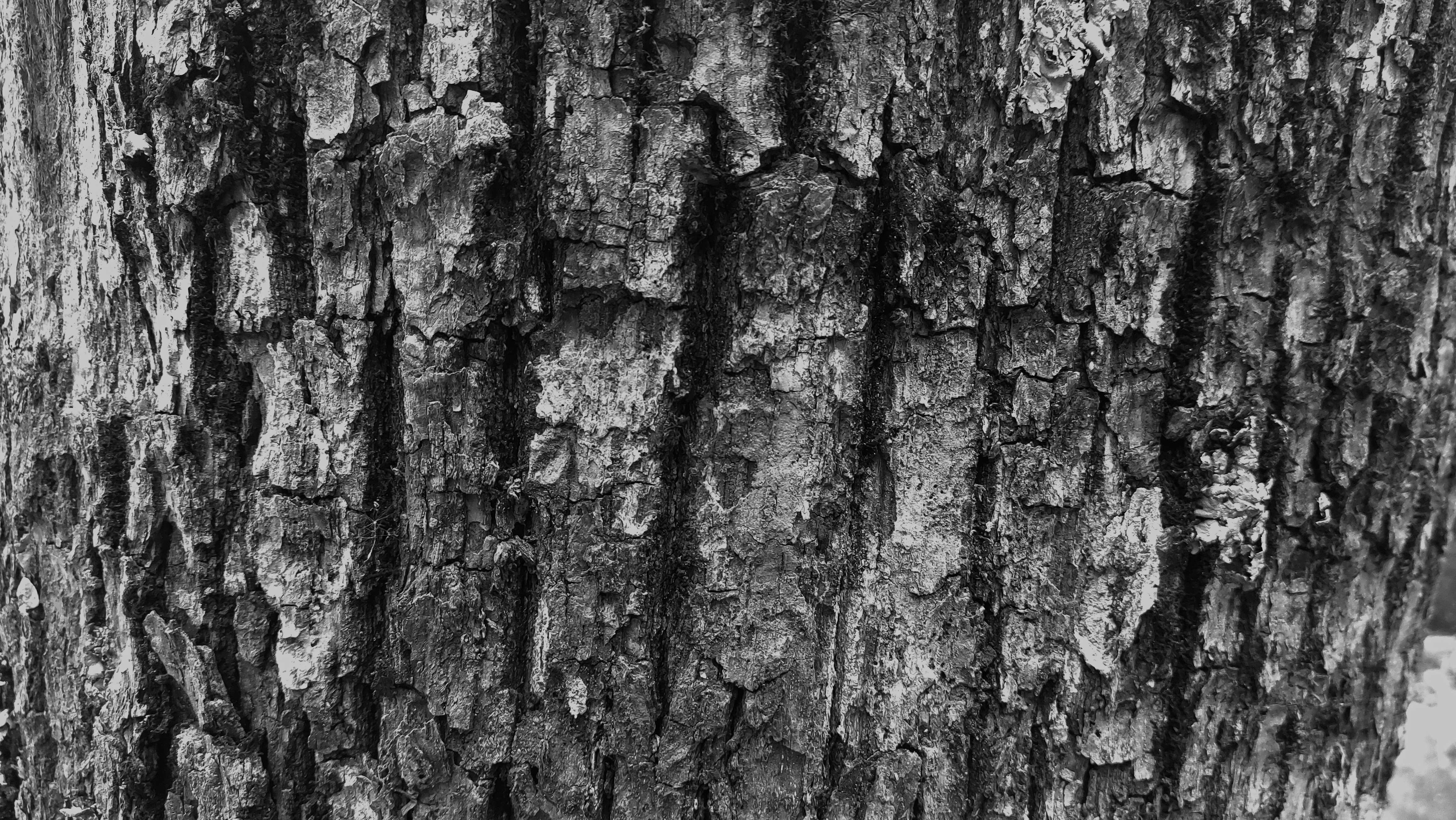 Photo by czapp_botond