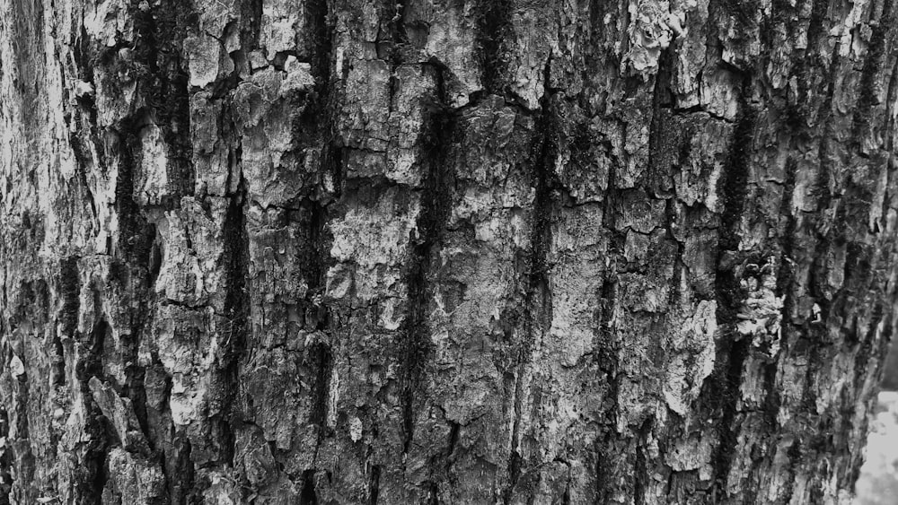 uma foto em preto e branco de um tronco de árvore
