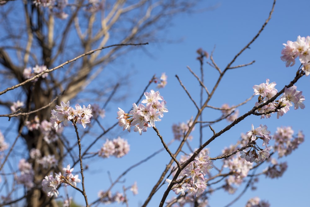 a branch of a tree with pink flowers