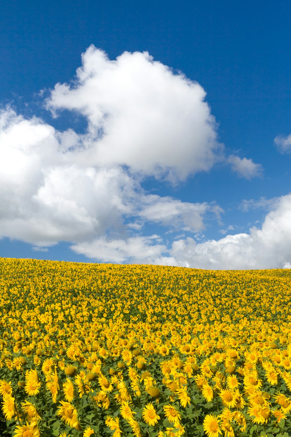 a field of sunflowers under a cloudy blue sky