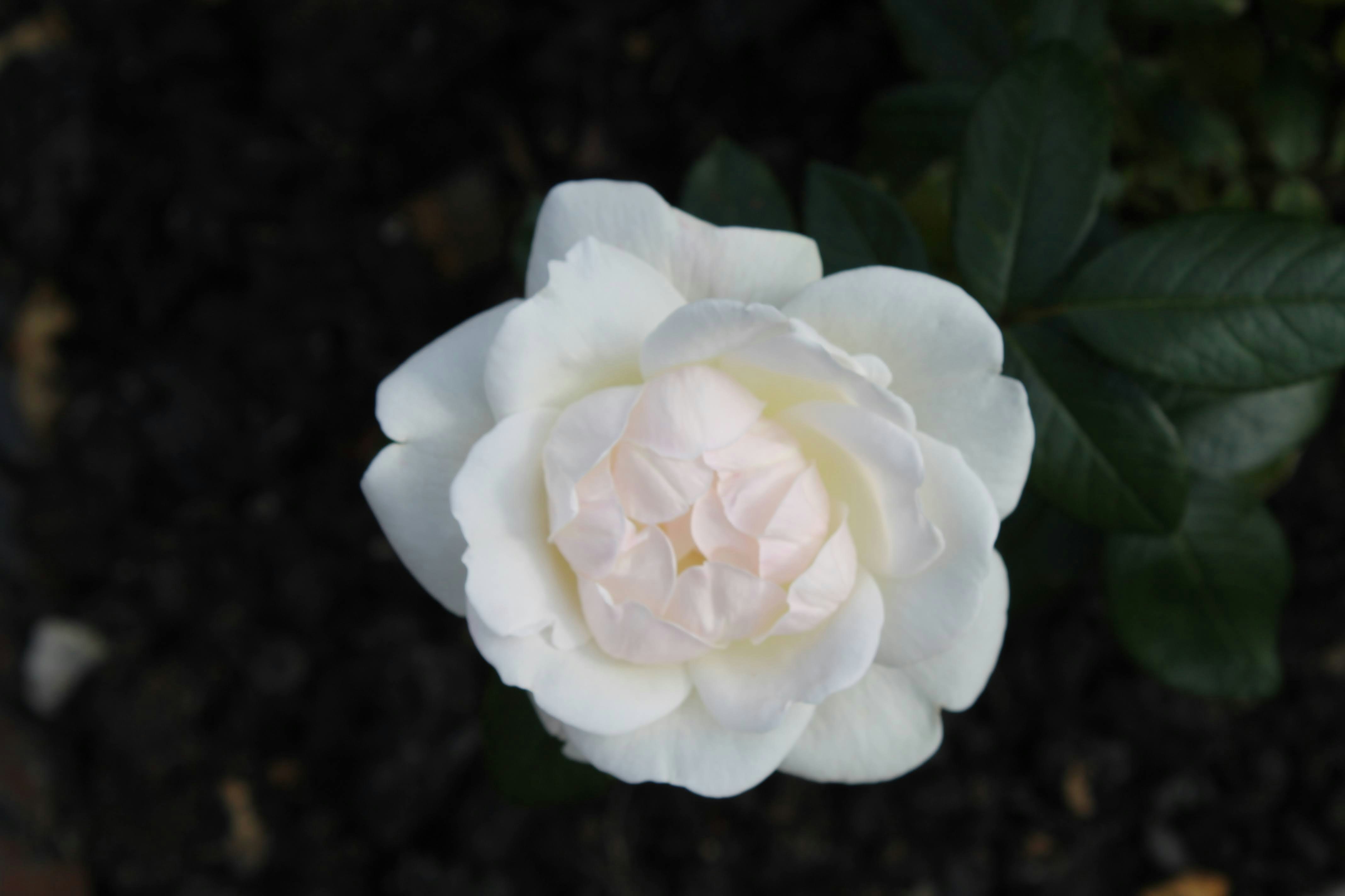 Photo by balesphotographyco