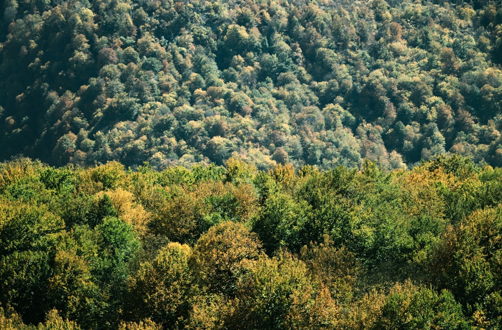 a forest filled with lots of green trees