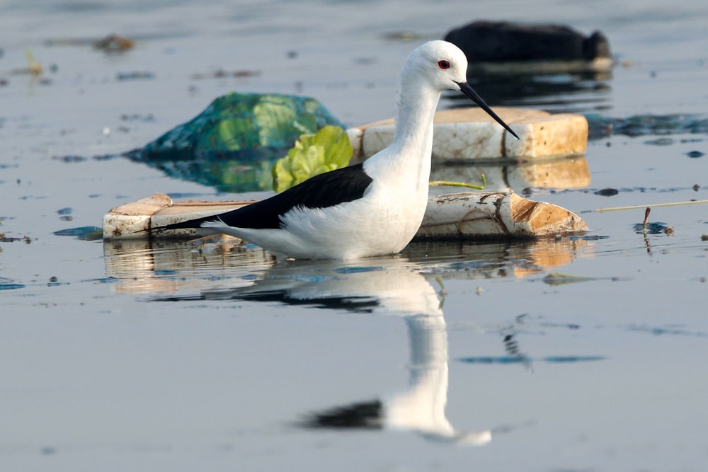 a black and white bird standing in a body of water