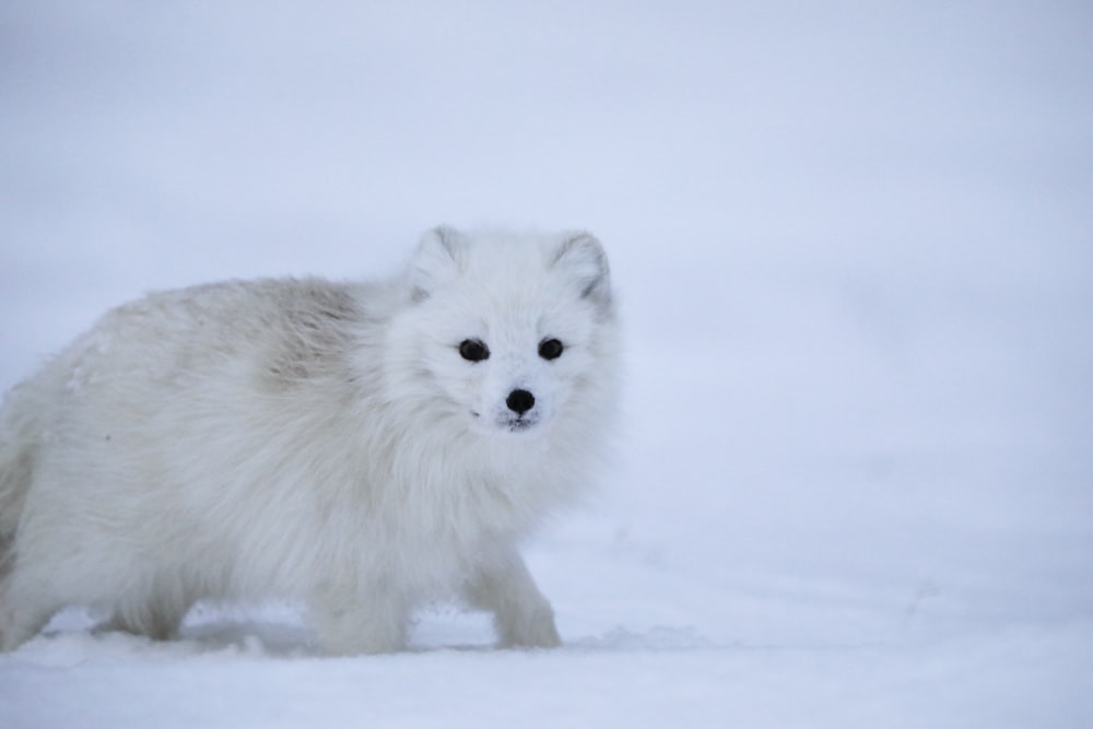 Un renard couvert de neige