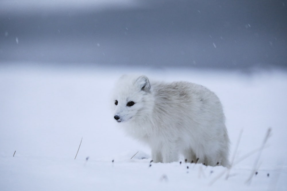 un piccolo animale bianco in piedi nella neve