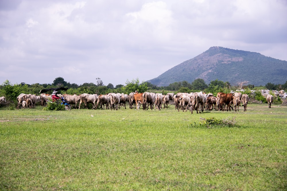 a herd of cattle walking across a lush green field